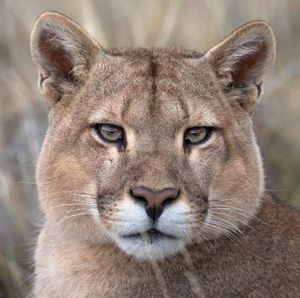 Meet your Posher, Conway